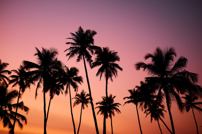 newport beach sunset with palm trees against a pink and orange sky