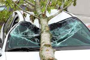 emergency tree removal situation with a tree landing on a vehicle