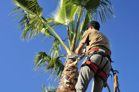 palm tree being trimmed by a tree climber