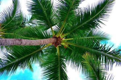 looking up at a newport beach palm tree