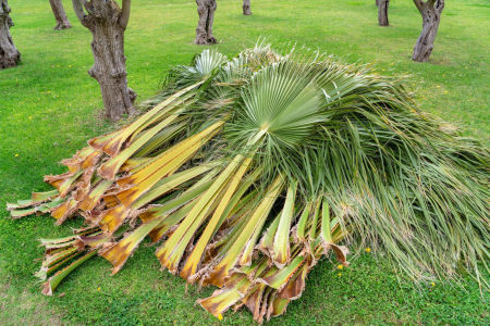 palm tree pruning in newport beach