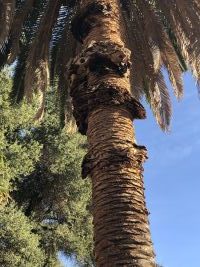 infected palm tree
