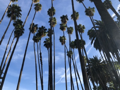 newport beach blue sky with tall palm trees