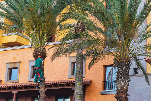 tree climber working on trimming a group of palm trees in the newport beach area of southern california