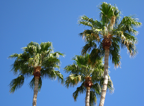 palm tree service in newport beach area of orange county ca