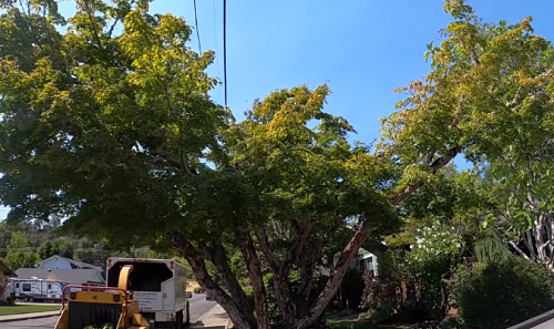 crane working on a tree removal job in newport beach ca